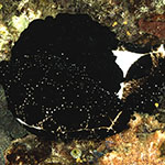 Ovula ovum
